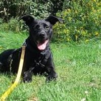 Nova sucht ihr zu Huase für immer, Hündin zur Adoption