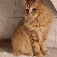 Ginger verschmuste Norweger MIX, Katze zur Adoption