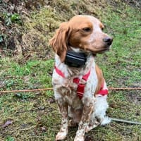 Pepper, Hund zur Adoption