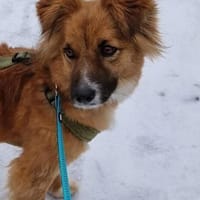 Schönheit mit großem Herzen- Stella, Hündin zur Adoption