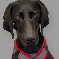 Morena eine schwarze Perle, Hündin zur Adoption