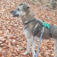 🐾Martha sucht ihr Wunder:, Hündin zur Adoption