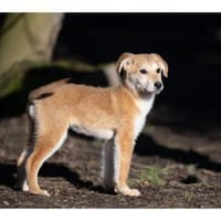 Mico - wartet in 99427 Weimar, Hund zur Adoption