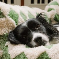 Terra auf Sofasuche !, Hündin zur Adoption