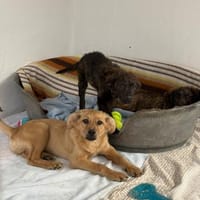 Bart, Hund zur Adoption