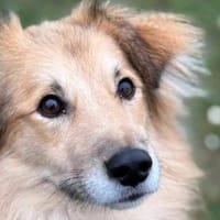 Schenkst du Toppi ein Zuhause?, Hund zur Adoption