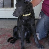 Sanfter Szike in 38268 Lengede-Broistedt, Hund zur Adoption