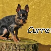 Der lebensfrohe Currete❤, Hund zur Adoption