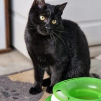 Schöne, schüchterne Katze Cosma, Katze zur Adoption