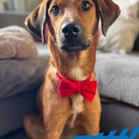 Leni - Körbchen auf dem Land gesucht, Hündin zur Adoption