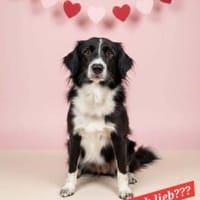 hübsche Tala auf PS in 92685, Hündin zur Adoption