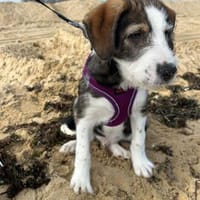 Damon ein Traum auf 4 Pfoten, Hund zur Adoption