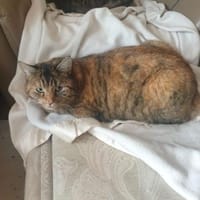 süße Girls Scarlett und Jacky in Lorch, Katze zur Adoption