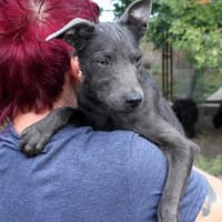 Schöne Szari in 59071 Hamm, Hündin zur Adoption