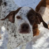 Acira, geb. ca. 04/2023, 67735 Mehlbach, Hündin zur Adoption