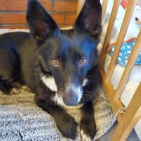 Benji  ruhiger, aufgeschlossener Schatz, Hund zur Adoption