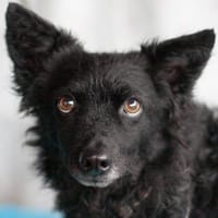 MARENA - liebenswert&intelligent, Hündin zur Adoption