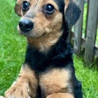 Anniken, Hündin zur Adoption