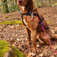 HARRY - wir üben, bis es perfekt ist, Hund zur Adoption