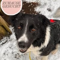ZARA sucht ihr forever Home ❤, Hündin zur Adoption