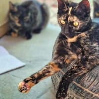 Freundliches Katzenmädchen Poppy, Katze zur Adoption