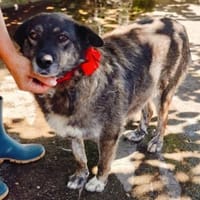 Lulu, freundliche Hündin sucht Familie, Hündin zur Adoption