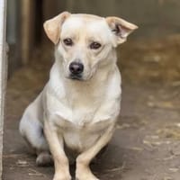 Edgar, Hund zur Adoption