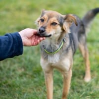 Lushba - schreckhafte Schönheit, Hündin zur Adoption