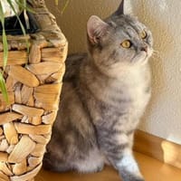 Schnecke Selbstbewusste BKH Katze, Katze zur Adoption