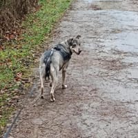 🐾 Senioren-Lady Pilvax sucht ihr Kusche, Hündin zur Adoption