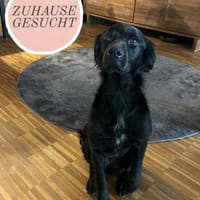 Menschenbezogene Eagle sucht ihr Home, Hündin zur Adoption