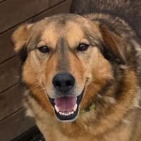 FIDO traeumt vom eigenen Zuhause, Hund zur Adoption