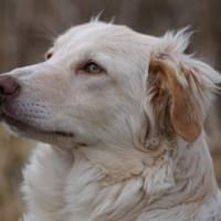 Quo möchte Sie durchs Leben begleiten, Hund zur Adoption