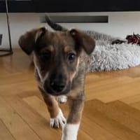 Tavi's Knopfaugen wollen Welt entdecken, Hund zur Adoption