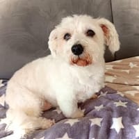 Melanie in 41363 Jüchen, Hündin zur Adoption