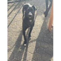 Peggie - wartet in 53757 Sankt Augustin, Hündin zur Adoption