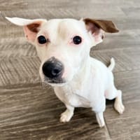 Rudi zeig mir wie gut die Menschen sind, Hund zur Adoption