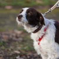 Tormenta - Zuhause gesucht, Hündin zur Adoption