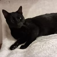 Noir aus dem Tierschutz, Katze zur Adoption