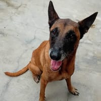 SIMONE, chienne à adopter