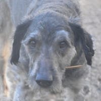 CHARLIE CHAO, chien à adopter