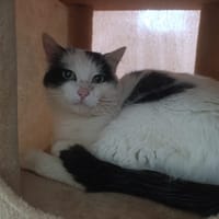 Valdo, chat à adopter