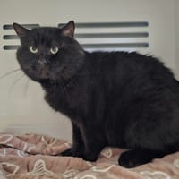 Oggy, chat à adopter