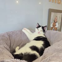 ATHENAÏS, chatte à adopter