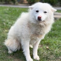 Mila CAA14828, chienne à adopter