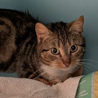 KIRLO, chat à adopter