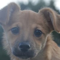 SCOOBY CHAO, chien à adopter