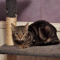 AMAZONE, chatte à adopter