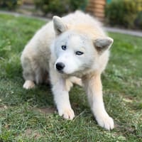 Yuna CAA14825, chienne à adopter