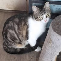 APPEL, chatte à adopter